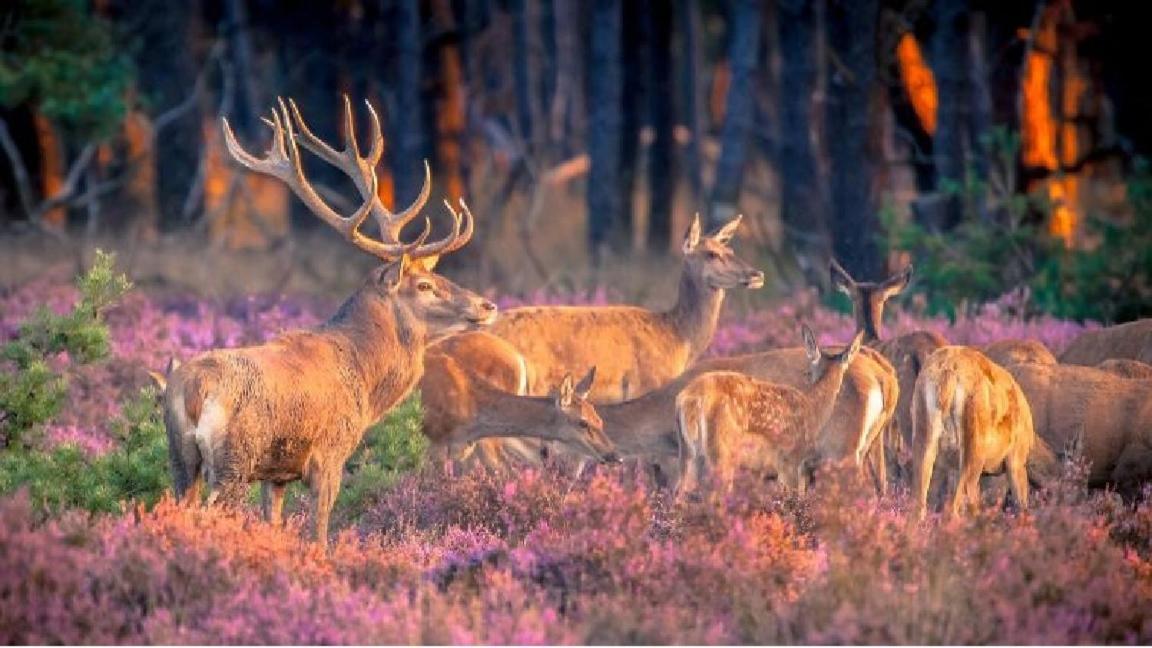 Sfeervol Chalet Op De Veluwe Putten Buitenkant foto